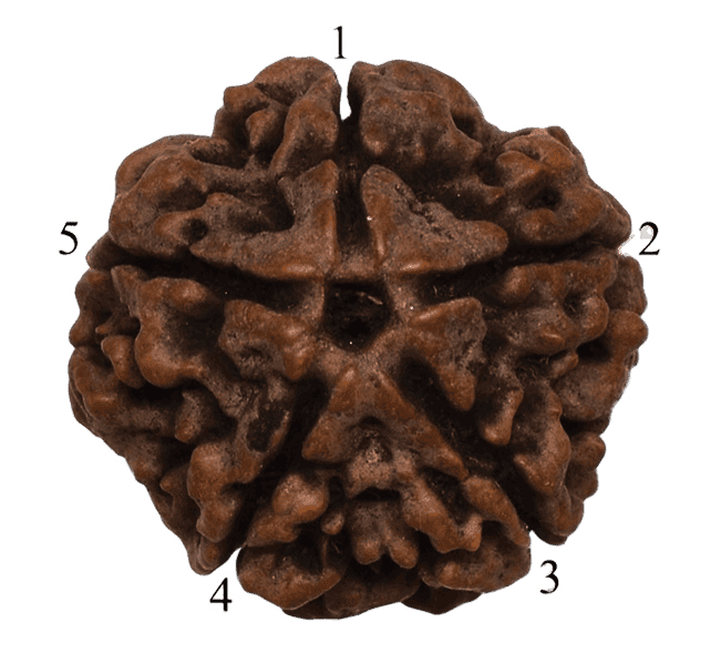 rudrakasha image