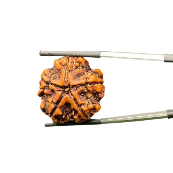 5 Mukhi Nepali Rudraksha - Image 2