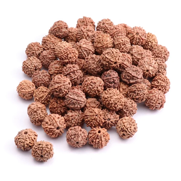 7 Mukhi Nepali Rudraksha - Saat Mukhi - Image 4