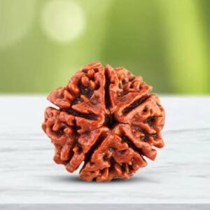 5 Mukhi Nepali Rudraksha - Paanch Mukhi image