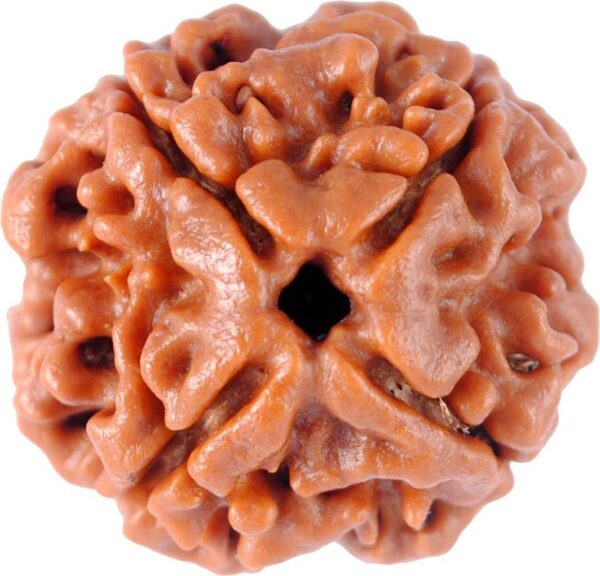 4 Mukhi Nepali Rudraksha - Chaar Mukhi image