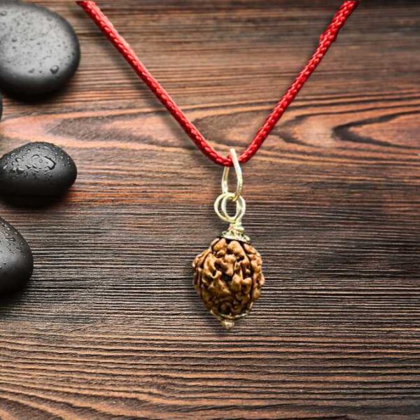 4 Mukhi Nepali Rudraksha - Chaar Mukhi image