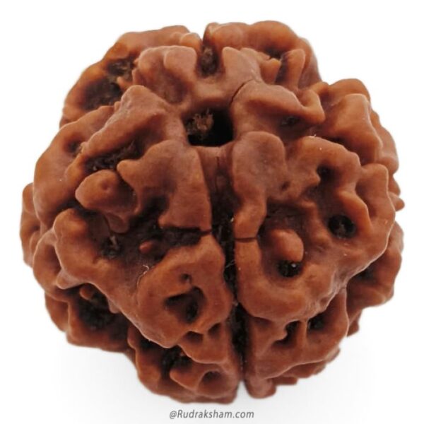 4 Mukhi Nepali Rudraksha - Chaar Mukhi - Image 3