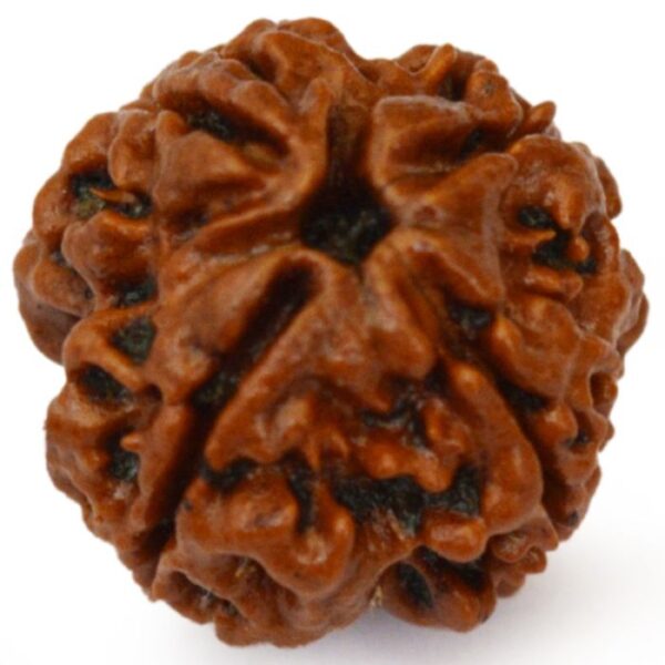 4 Mukhi Nepali Rudraksha - Chaar Mukhi - Image 2