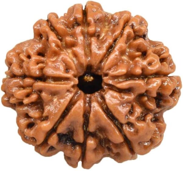 8 Mukhi Nepali Rudraksha - Aath Mukhi image