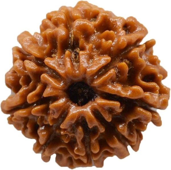 8 Mukhi Nepali Rudraksha - Aath Mukhi - Image 2