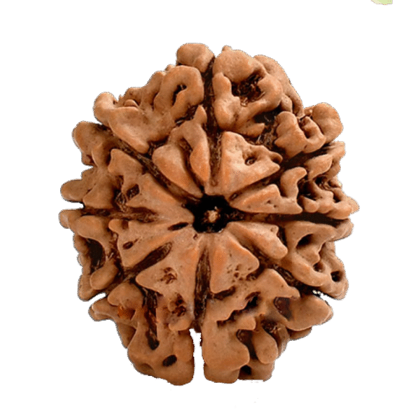 8 Mukhi Nepali Rudraksha - Aath Mukhi image