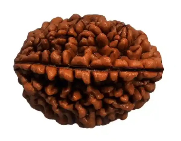 1 Mukhi Rudraksha Brings Divine Life Energy - Image 3
