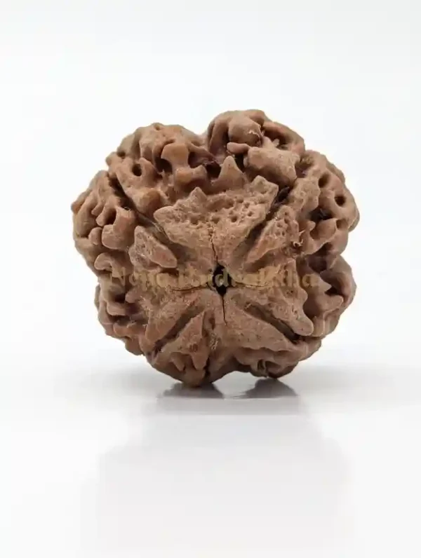 4 Mukhi Rudraksha Wisdom Enhancing Bead - Image 3