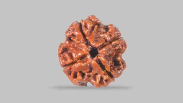 4mukhi rudraksha image