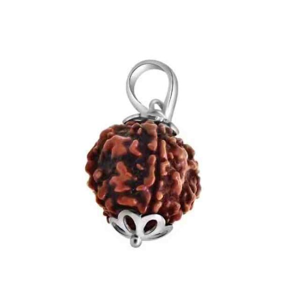 5 Mukhi Rudraksha - Image 2