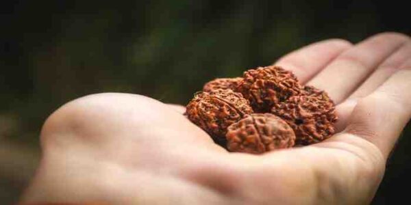 5mukhi image